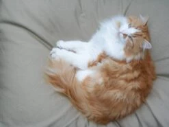 Kattenkussen Beige 55 X 45 Cm -Trixie || Beeztees || Hunter Verkoopwinkel file 46