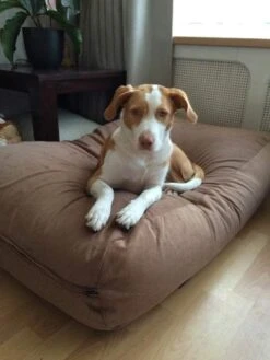 Hondenbed Manchester Ribcord Extra Small